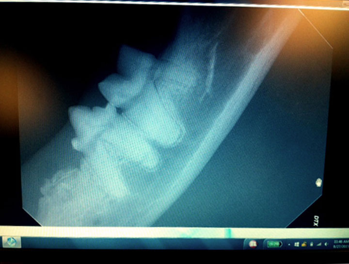 Pet Dental X-rays