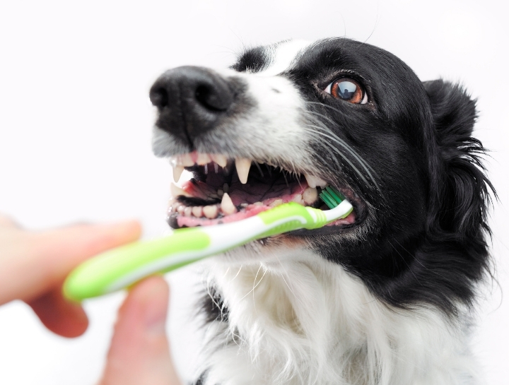 Take 10% Off Your Pet's Dental Cleaning This February