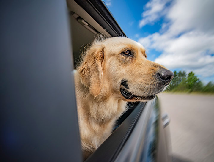 Curbside Appointments and Protocol